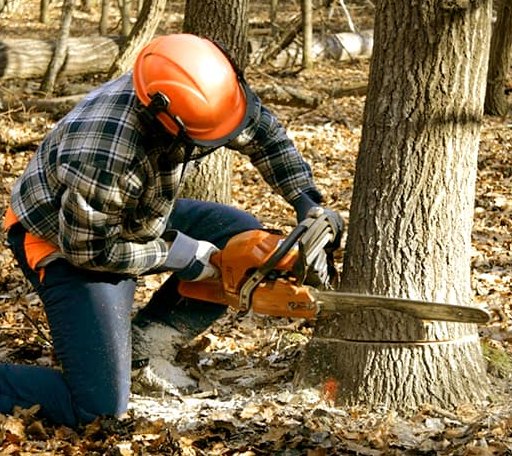 Tree Removal in Hudgins, VA